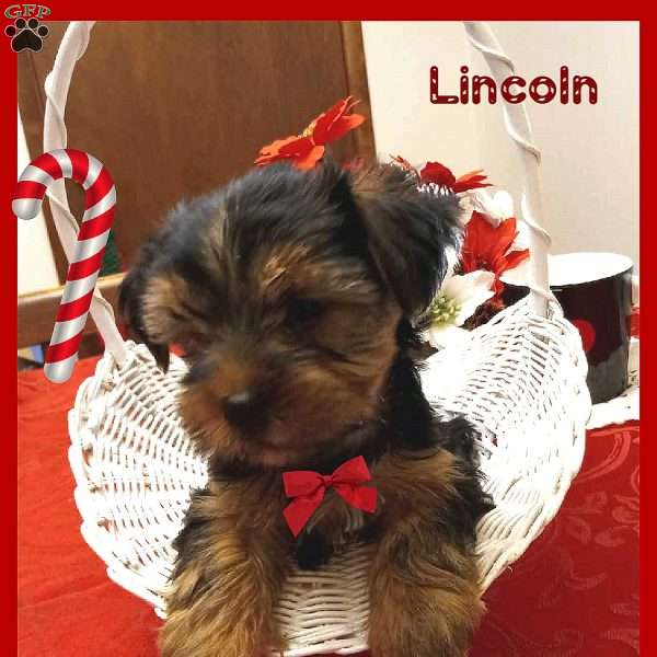 Lincoln, Yorkie Puppy